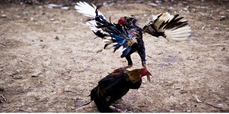 Các hoạt động được cho là đúng luật đá gà