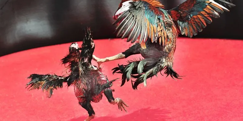 Tổng quan về luật tham gia đá gà